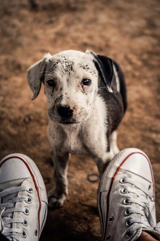 a puppy sitting between two pairs of shoes