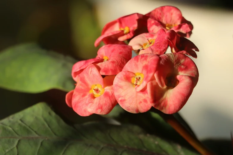 a cluster of pink flowers sit together on a green leaf