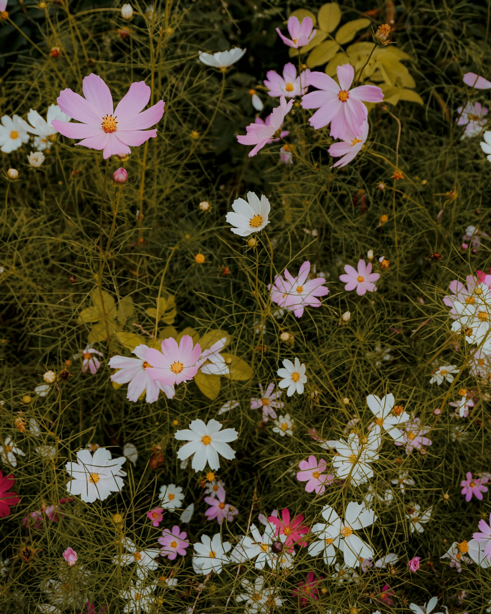 several pink and white flowers growing on top of a field