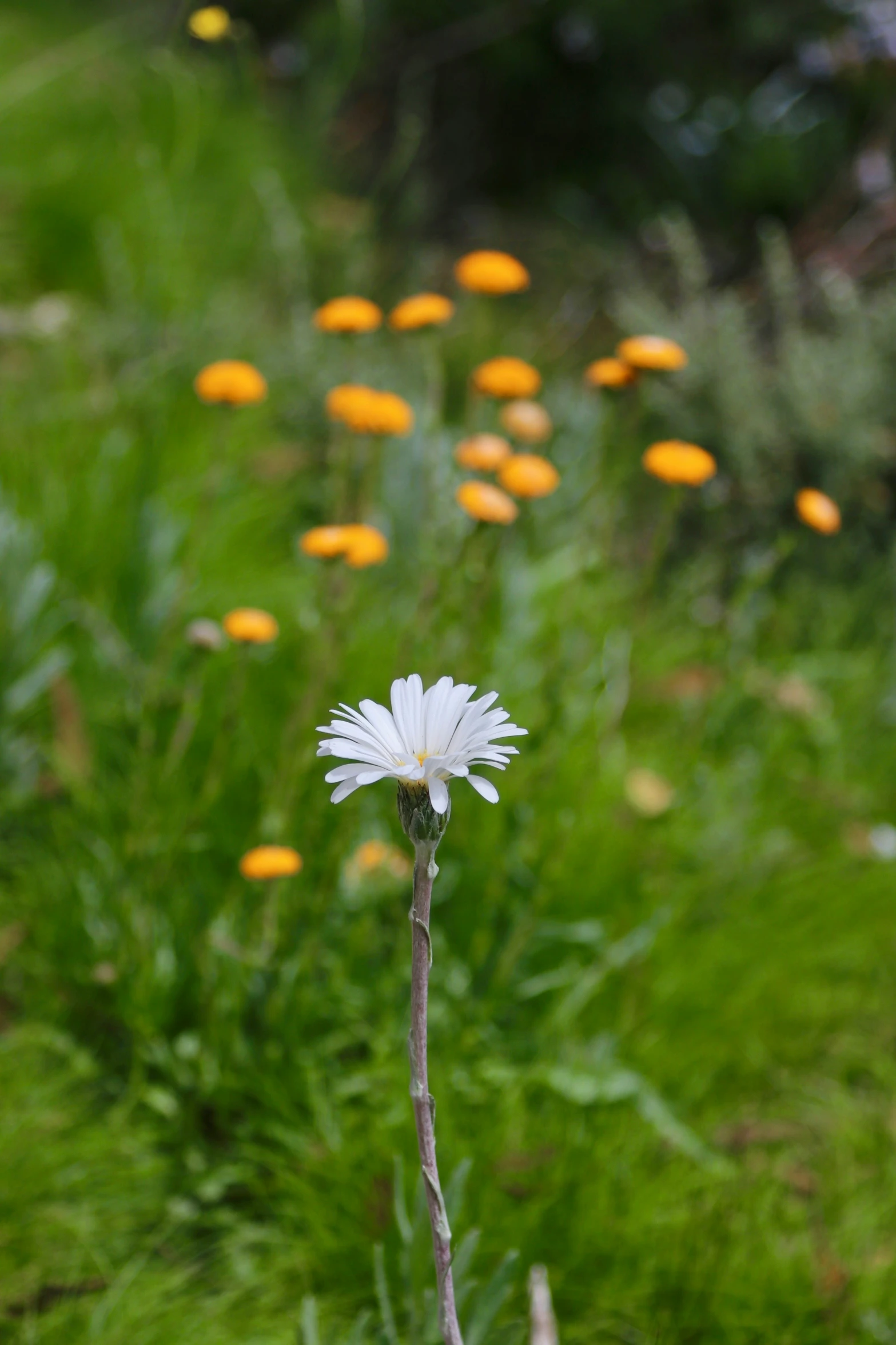 a white flower sitting on top of a green field