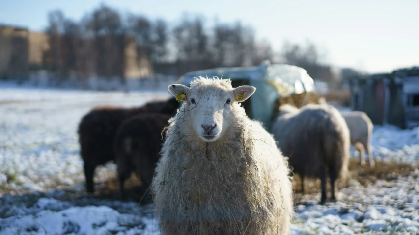 a herd of sheep grazing on a snowy field