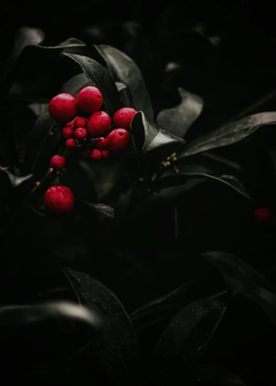 some red berries that are hanging on a nch