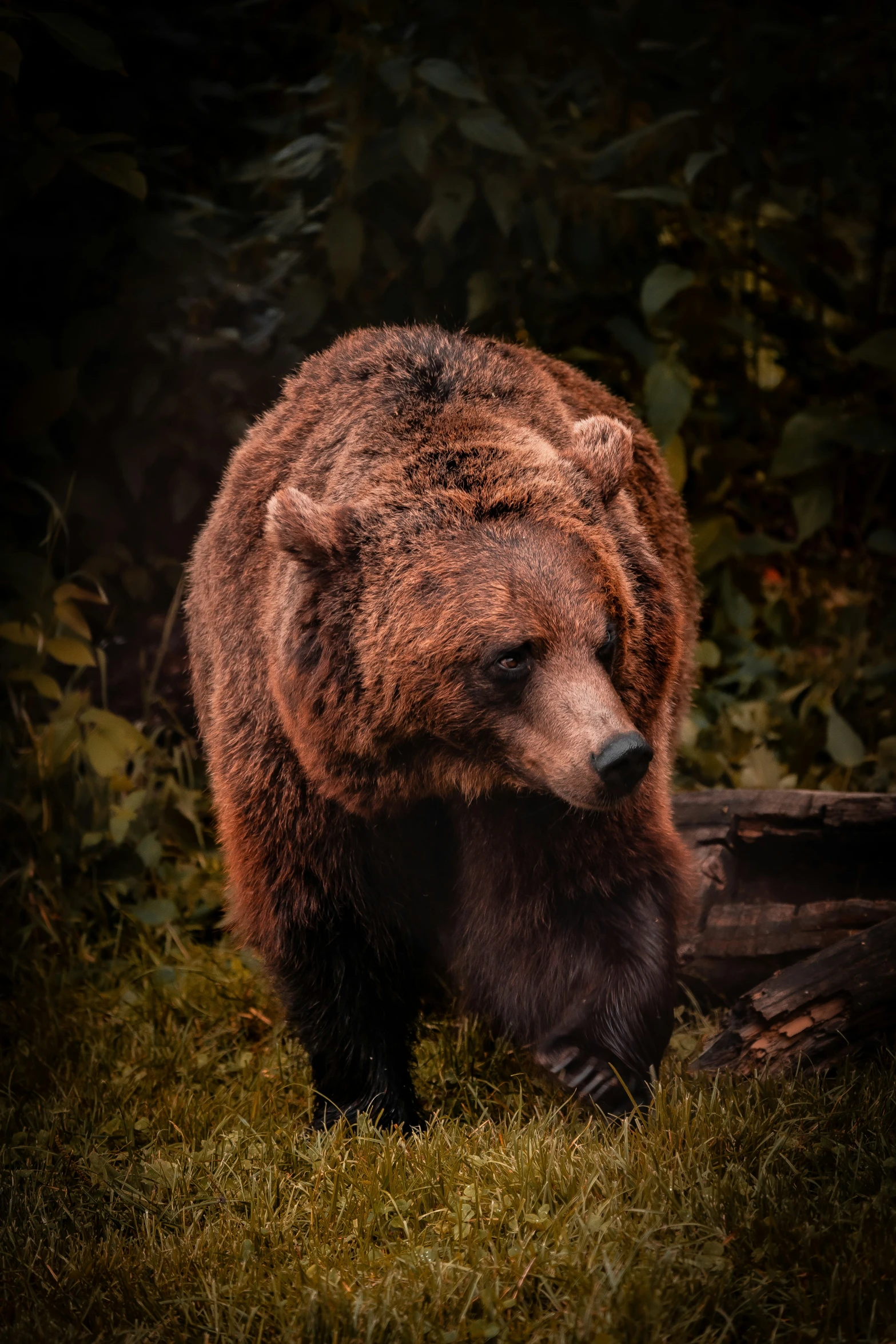 the brown bear is walking in the grass