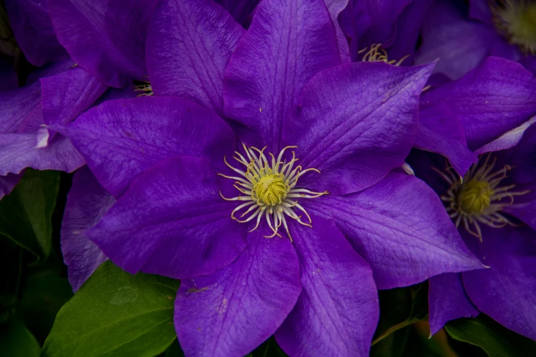 a bouquet of purple flowers with green leaves