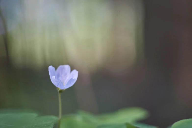 a single purple flower sitting on top of a green leaf