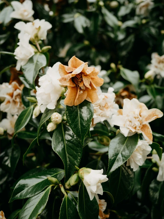 a bush of white and orange flowers with some green leaves