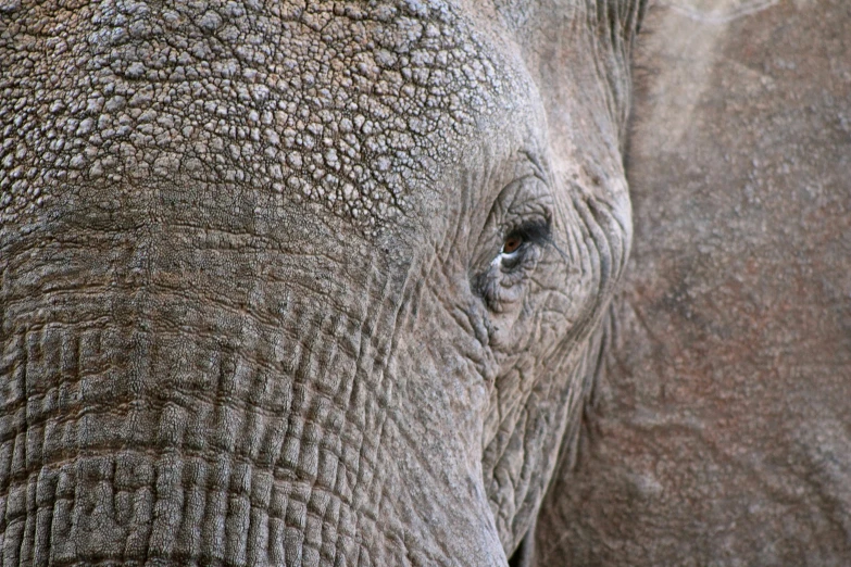 closeup of an elephant's eye with a gray background