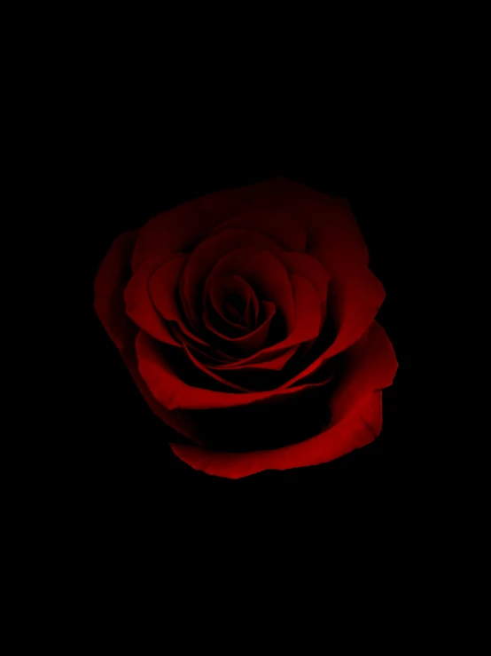 a close up of a rose on a black background