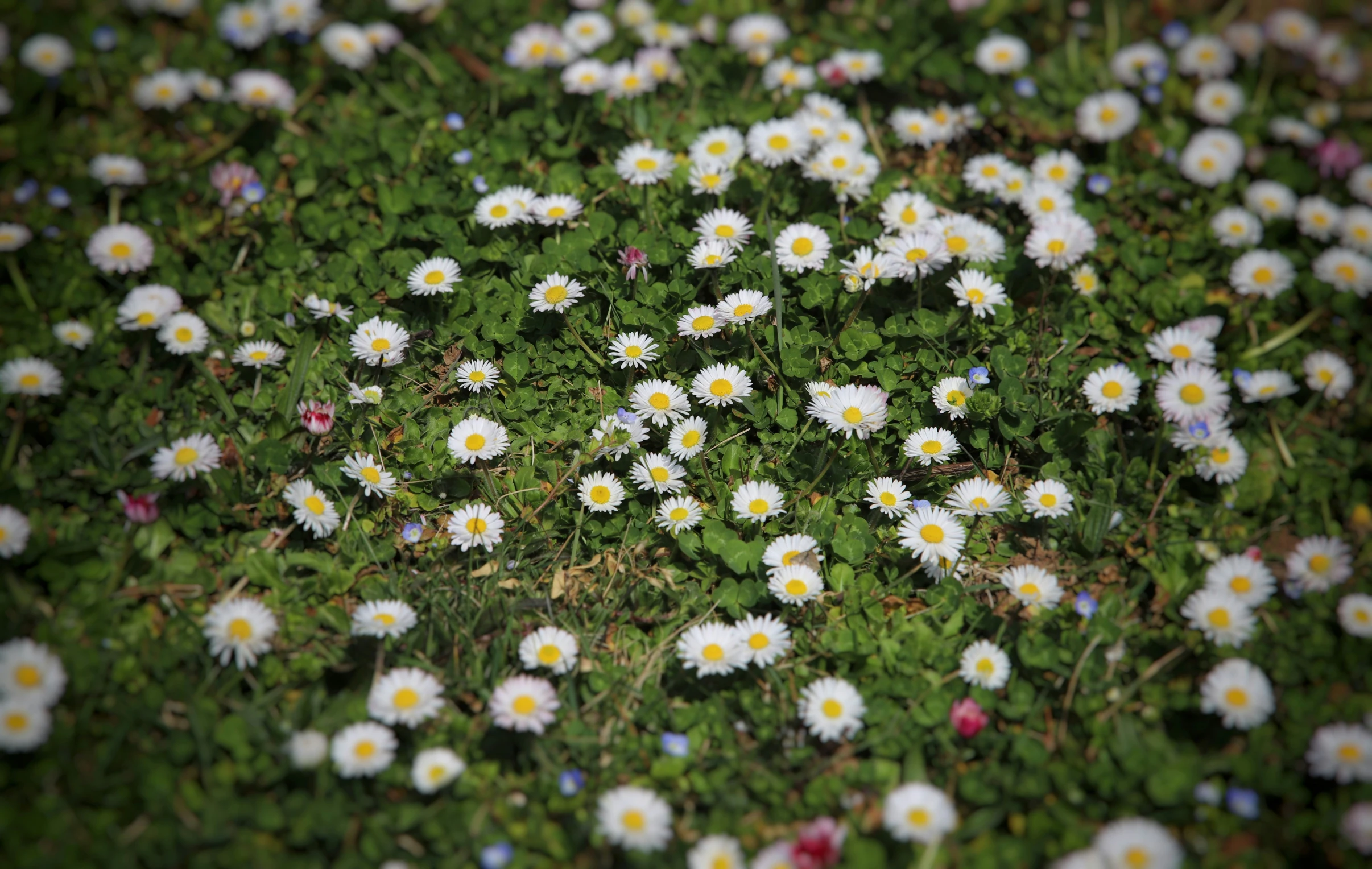 there are many flowers in the grass on this field