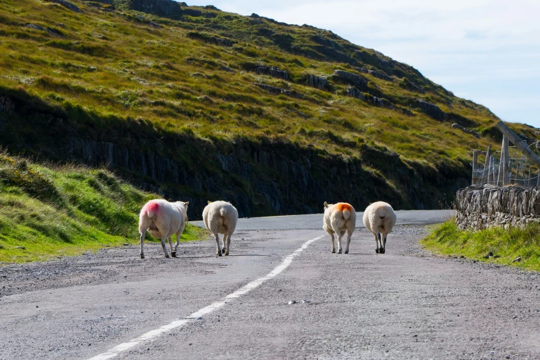 two sheep that are walking along a street