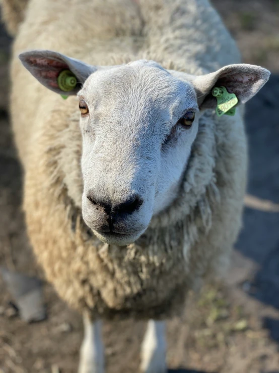 the sheep has green eyes and brown hair