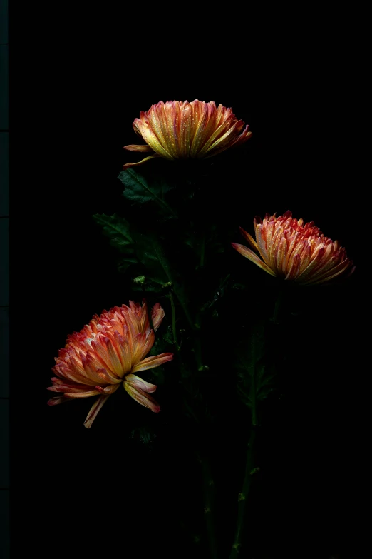 three large red and white flowers are in front of a black background