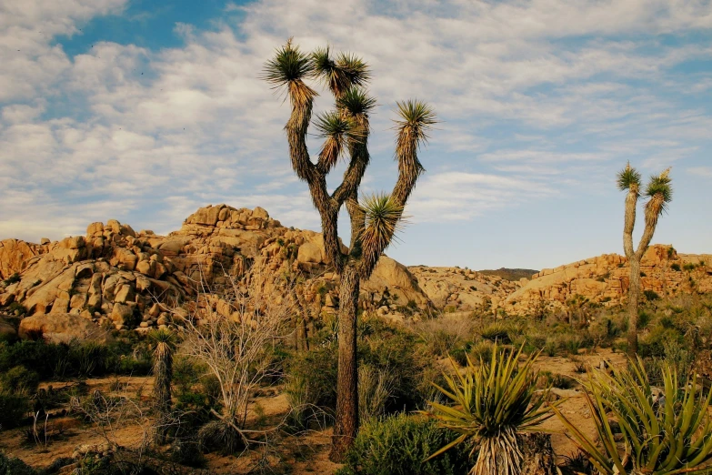 a joshua tree stands out amongst some other trees and rocks