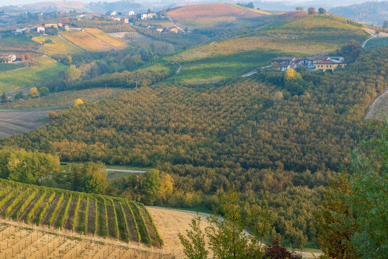 vineyards in autumn time on a hilly hillside
