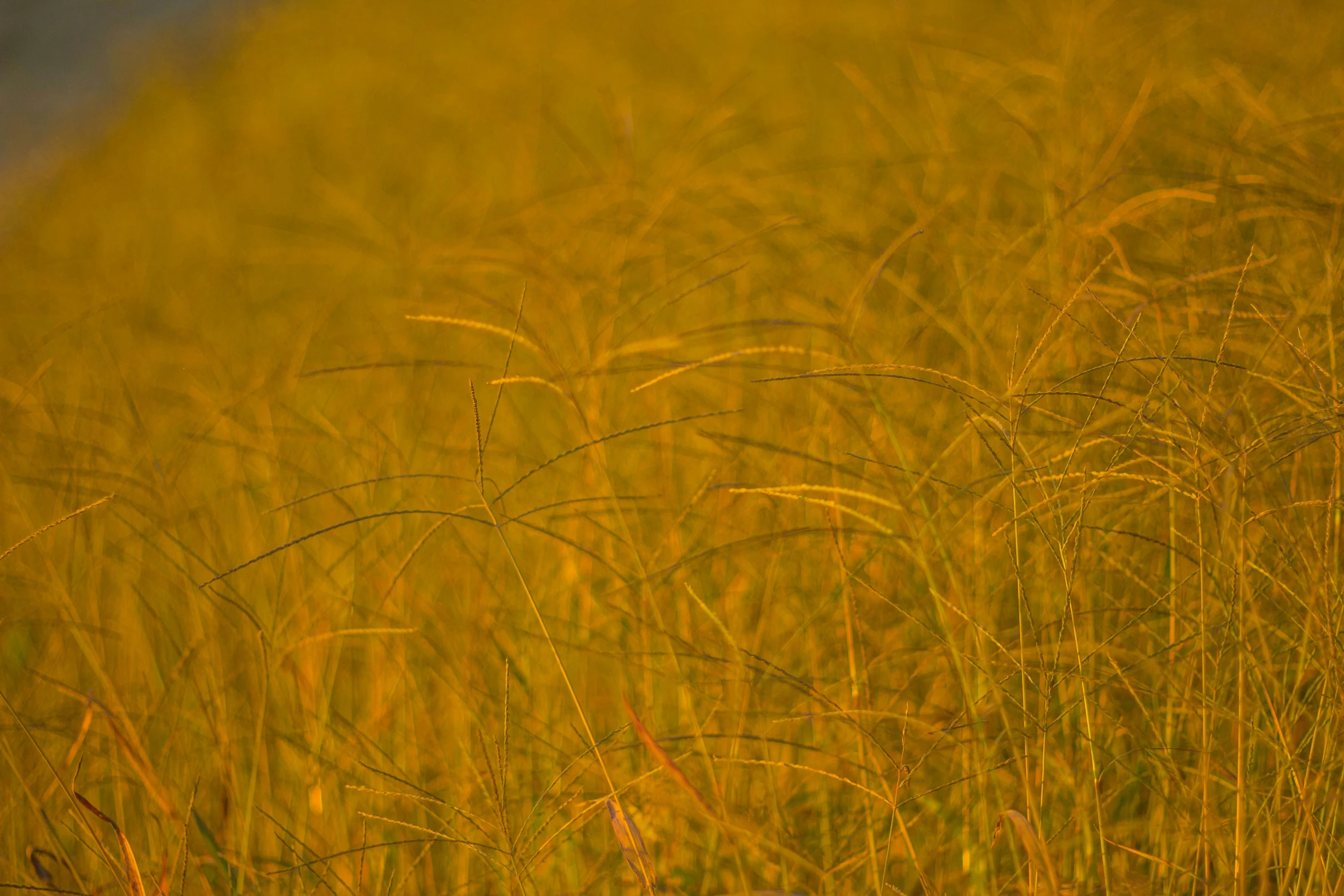 an image of a grassy area with a bird perched on it