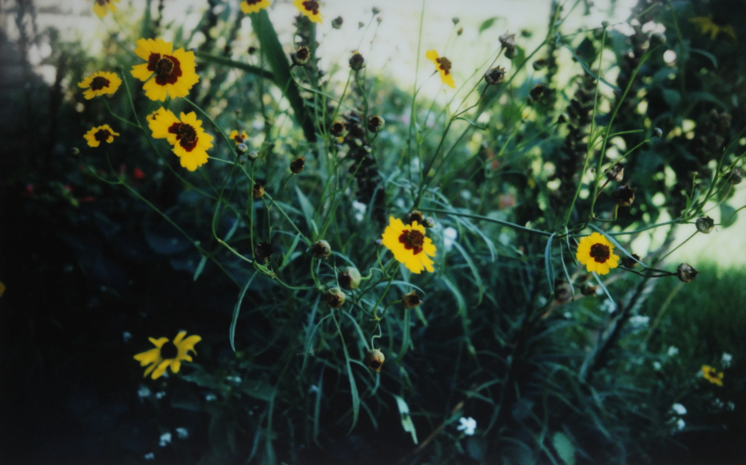 a bunch of wildflowers outside by some bushes