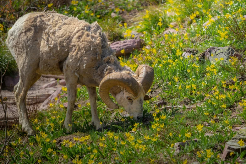 a ram grazing on some green plants and flowers