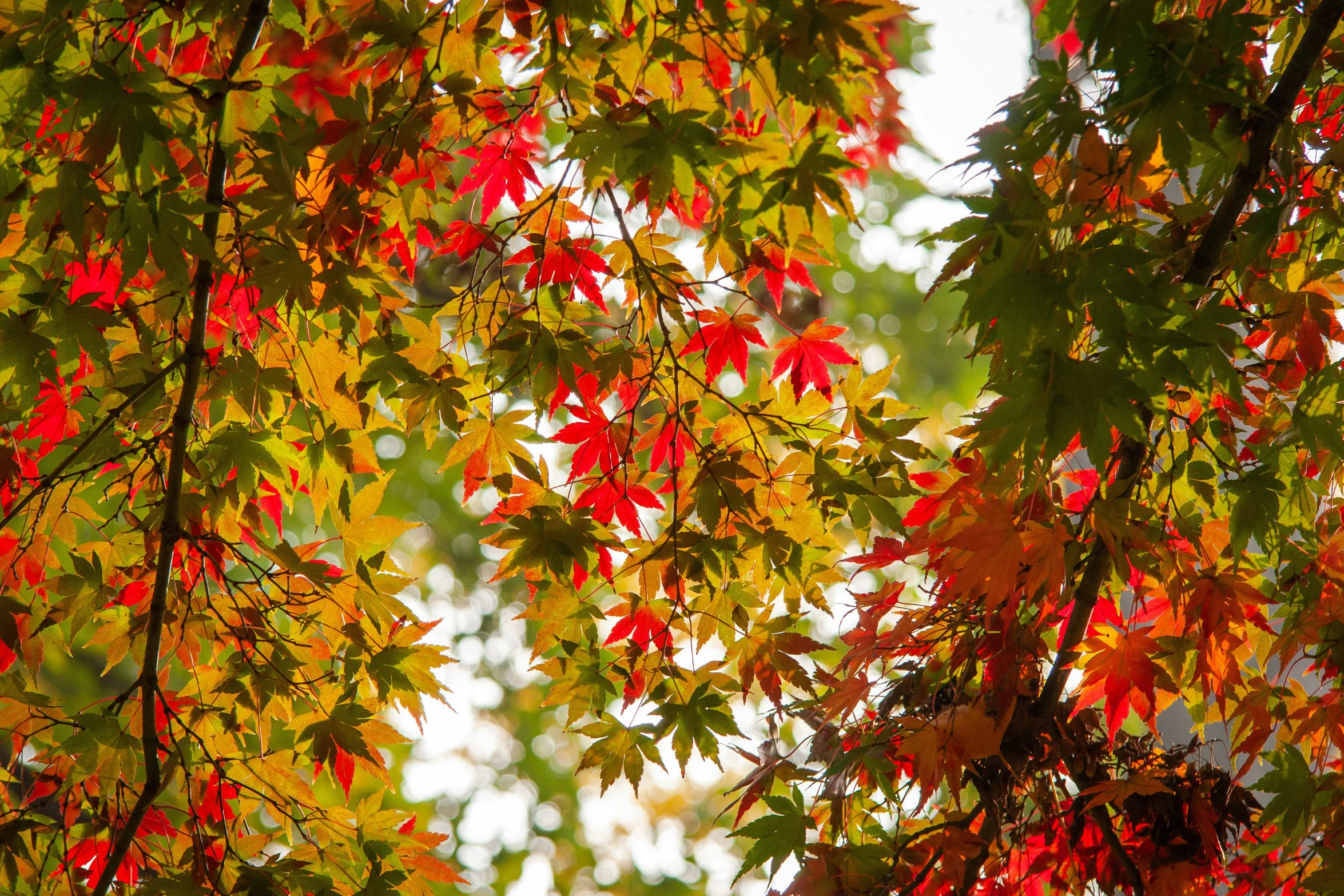 an umbrella is hanging over leaves in the fall