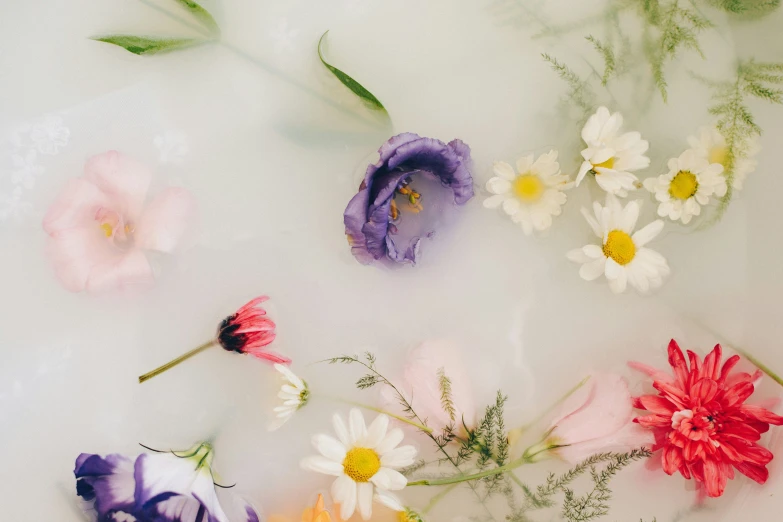 several different types of flowers floating in the water