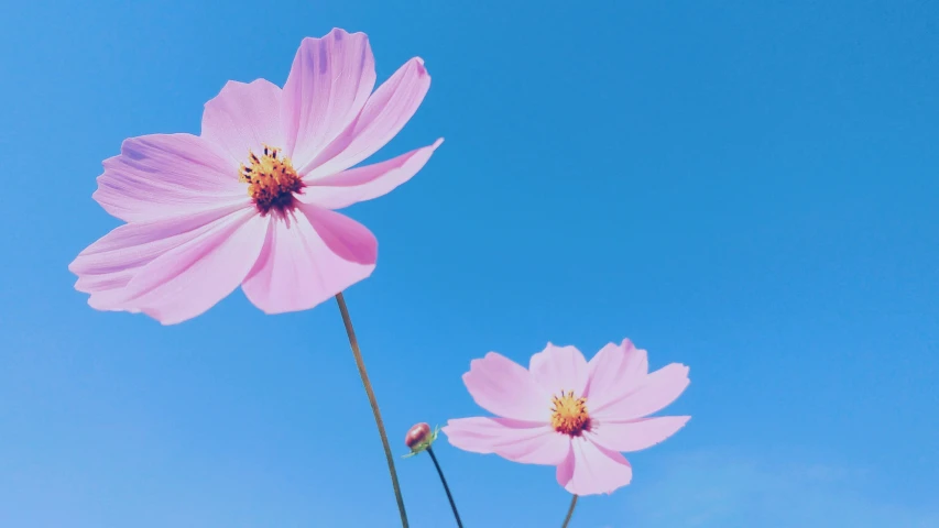 two big pink flowers sit together in front of a blue sky