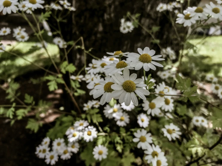 some white flowers are growing next to a tree