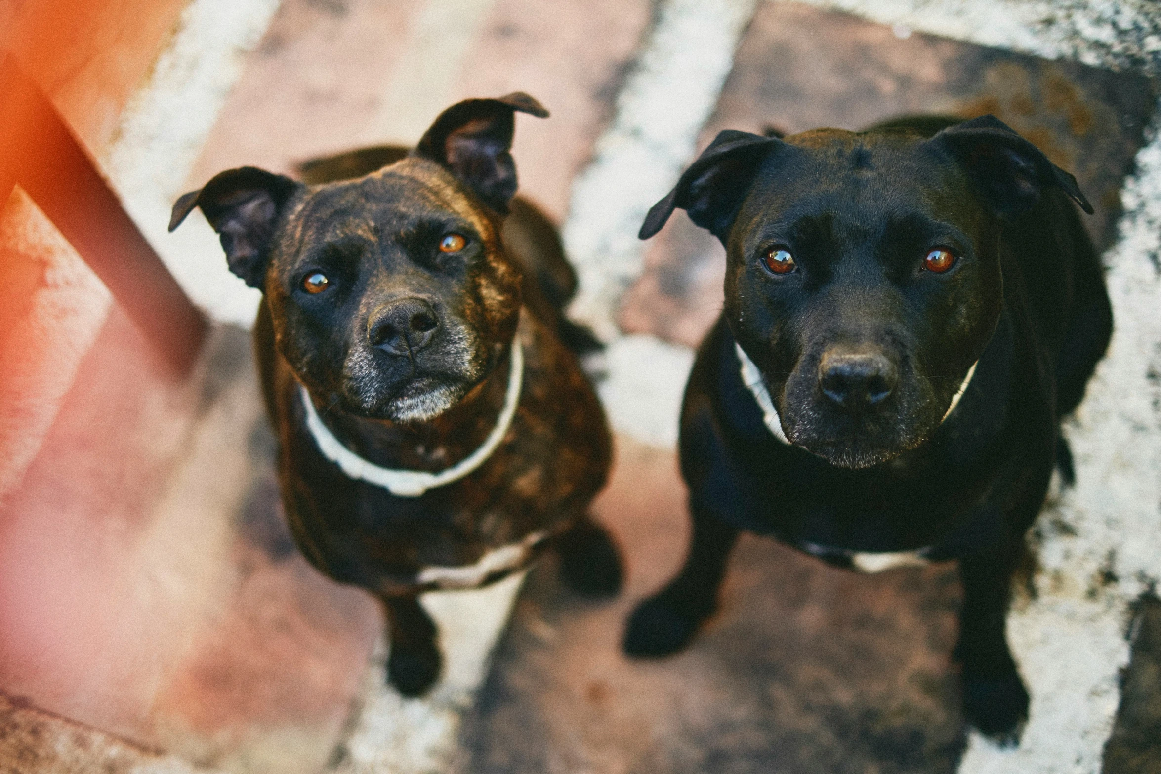 two black and brown dogs sitting on top of a floor