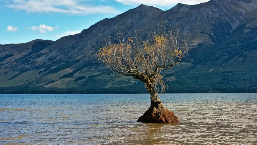 an odd looking tree is on the water