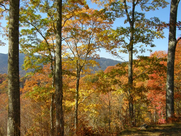 a scenic view of the mountains covered in autumn leaves