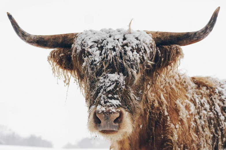 a big brown yak covered in snow with big horns