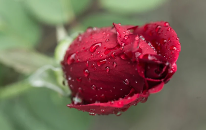 a close - up of a flower with water drops on it