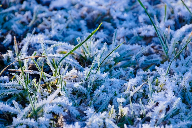 the grass is covered in a lot of ice