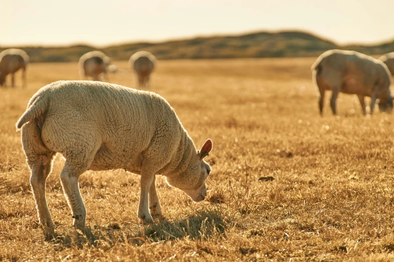 sheep standing on top of a dry grass field