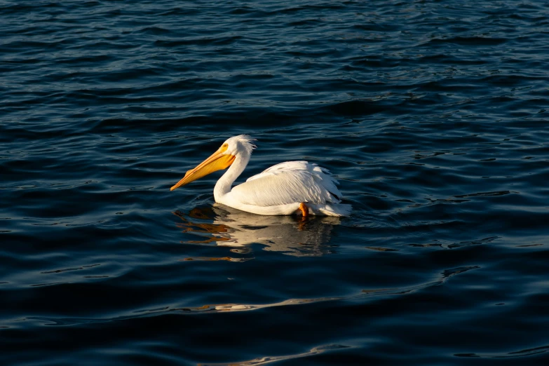 a bird is swimming in the water