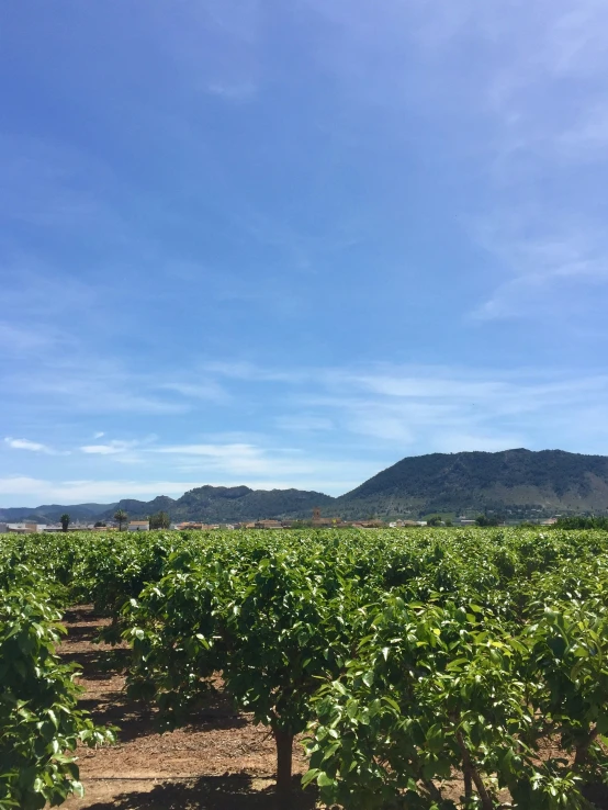 trees and mountains with a field of green