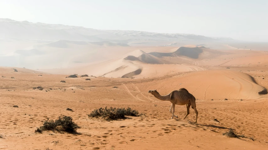 the camel is walking in the sand alone