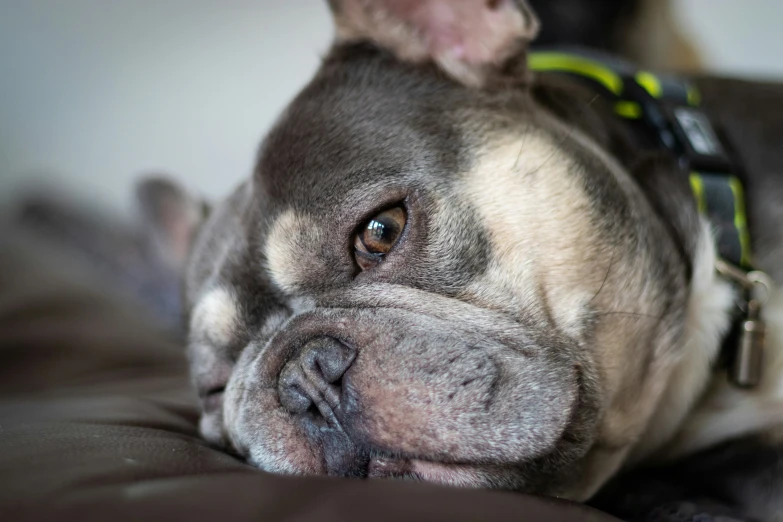 a dog that is laying down on a bed