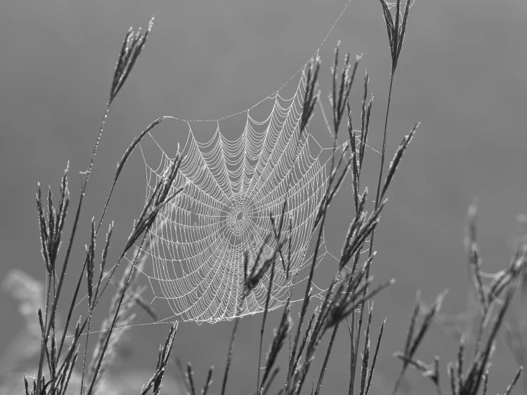 black and white po of dews on blades of grass