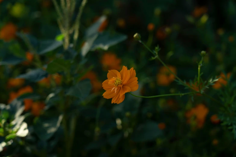 there is a small orange flower blooming in the foreground