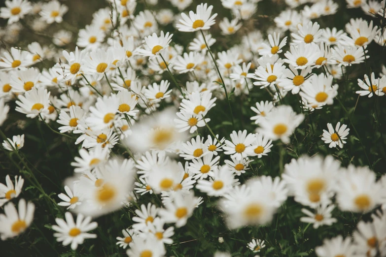 a field of flowers with white and yellow centers