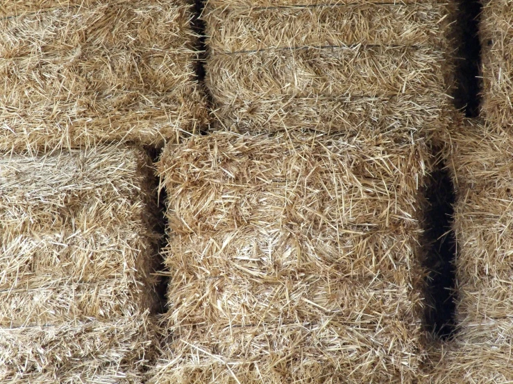 two giraffes are standing by hay bales