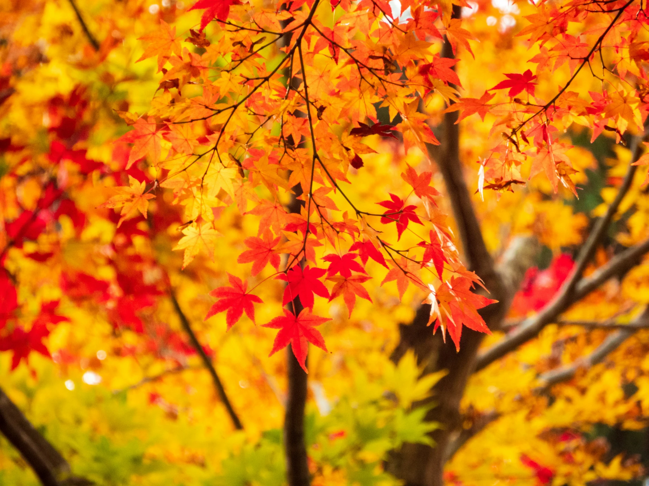 the leaves of a tree in autumn are bright