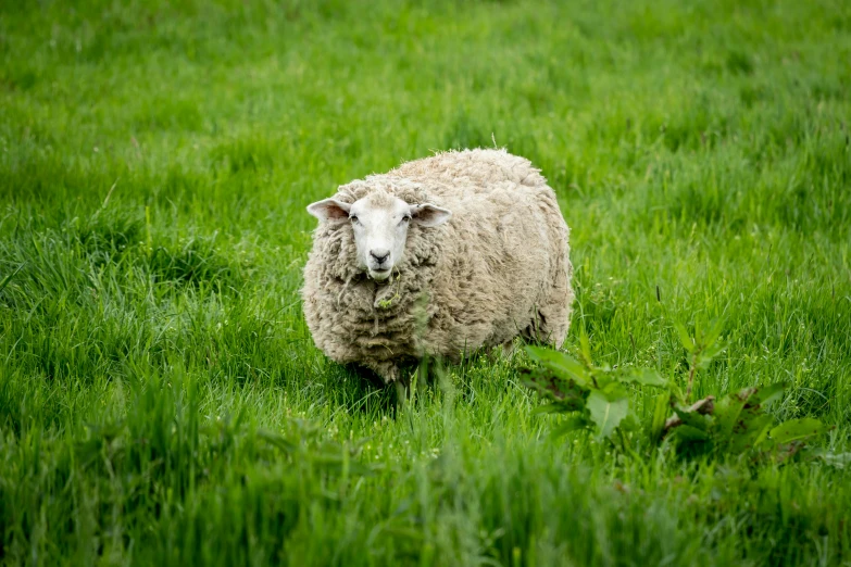 a sheep with wool on its back walking through the tall grass