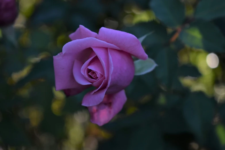a pink rose that is growing in the garden