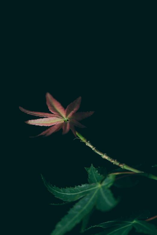 a pink flower sitting on top of a green leaf