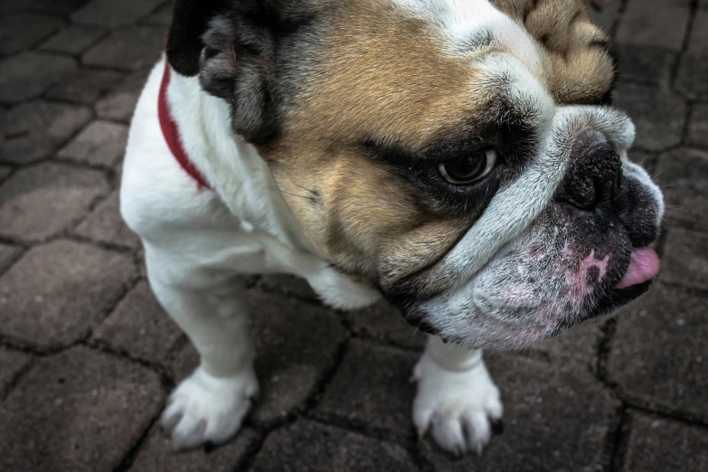 this is a bulldog with his tongue out looking at soing