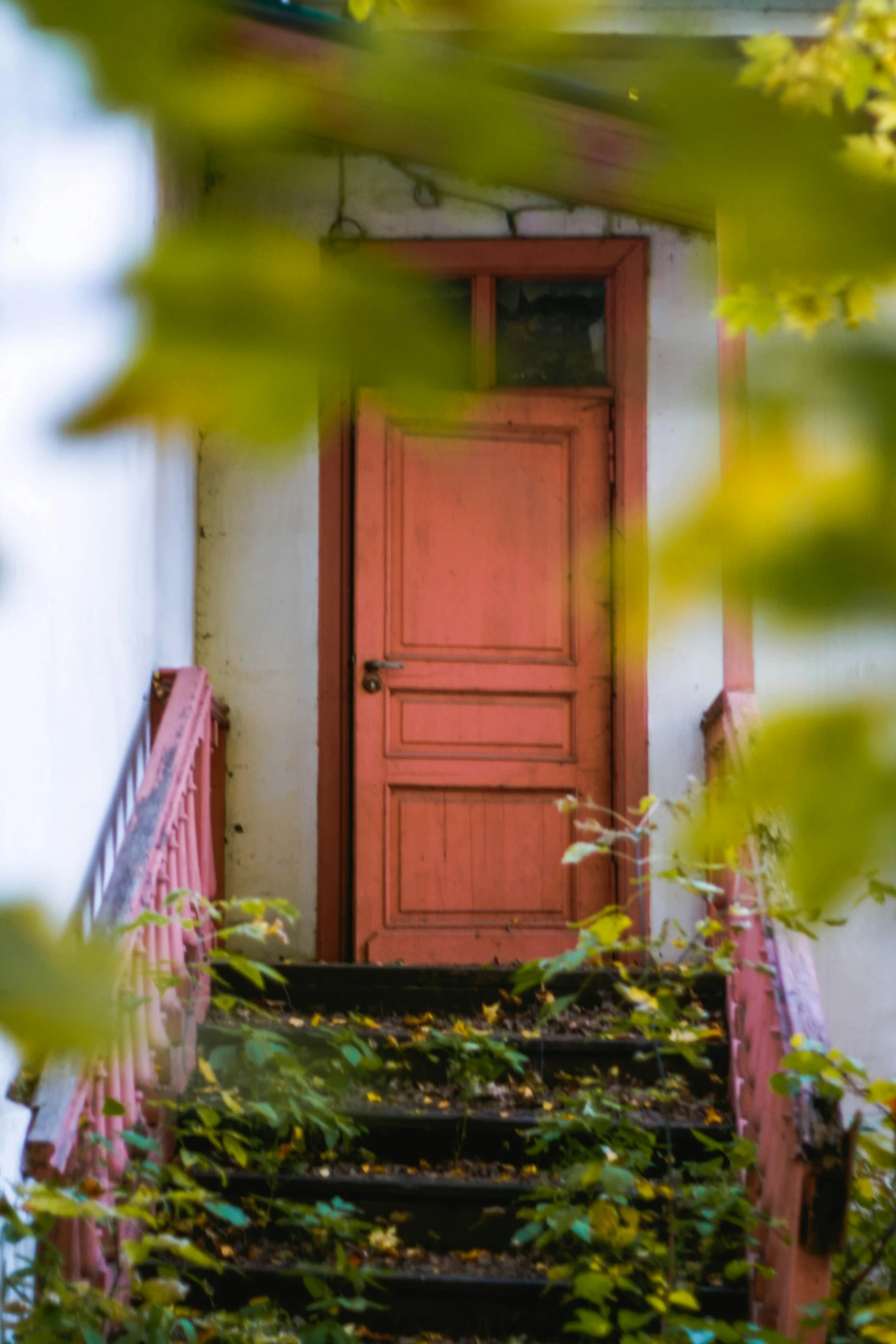 the front door and steps are surrounded by green foliage