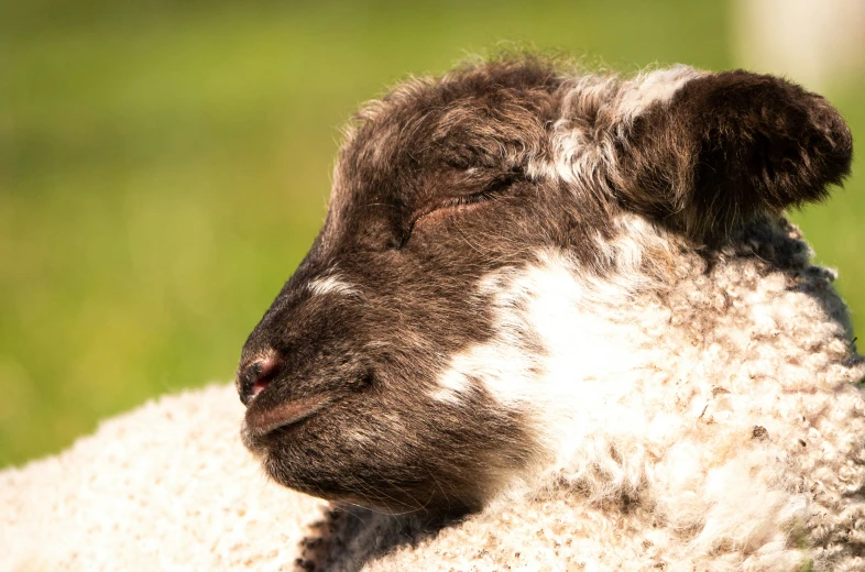 a close up of the head of a sheep