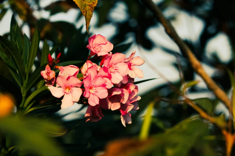 a bunch of pink flowers blooming on a plant