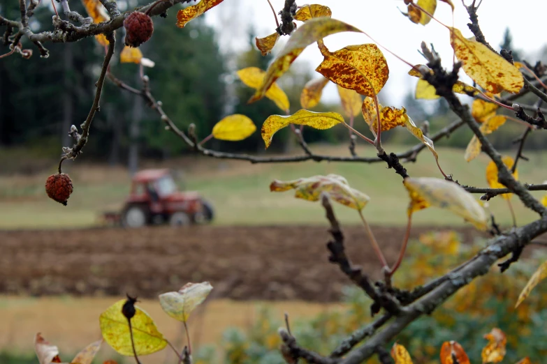 an autumn day on a farm with a tractor and leaf turning yellow