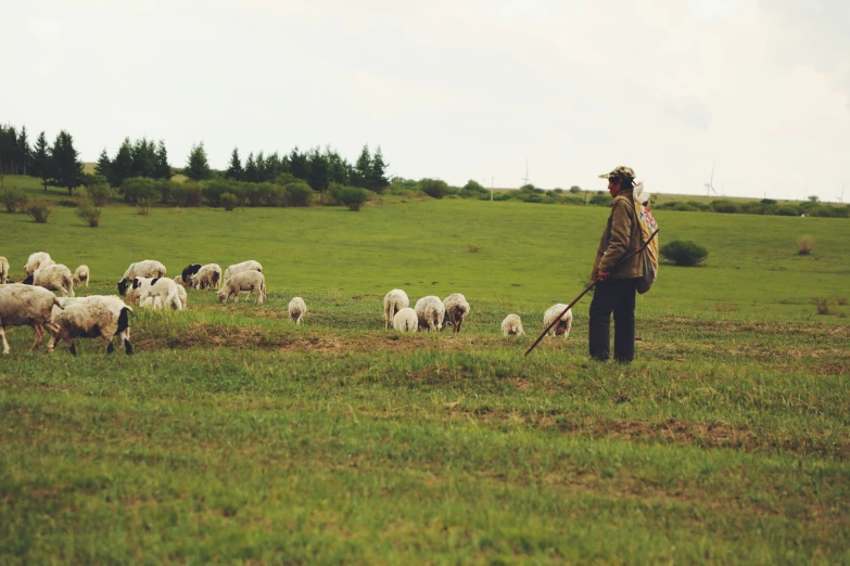a man standing in front of many sheep in a field
